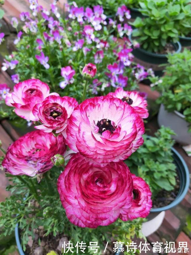 鼠尾草鼠尾草|这花名字太难听,我实在叫不出口,到底谁起的