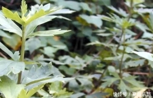 農(nóng)村一種植物,與艾草相似,被稱為“天下第一草”