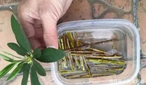 花卉|花盆里垫点这东西,营养土都不用买,养花全年不烂根