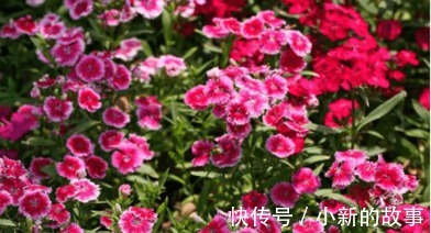 喜欢在家中养护花卉,就选择花色艳丽,花期长,观赏价值高的花卉