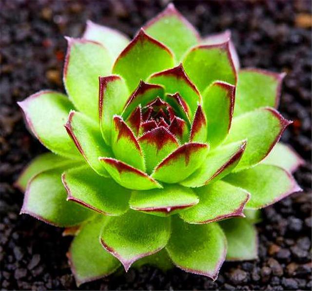 观音莲度夏很简单，紧抓4个细节，不烂根不徒长，秋天长爆盆