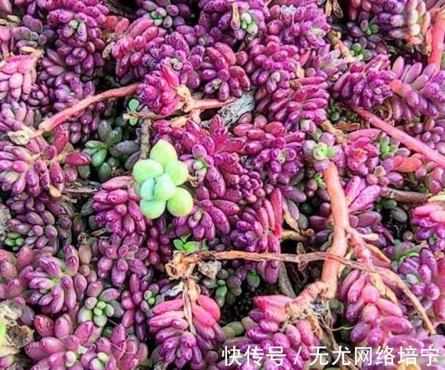 花卉|总觉得家里植物开花太少,可以试试这些花,开花量非常大