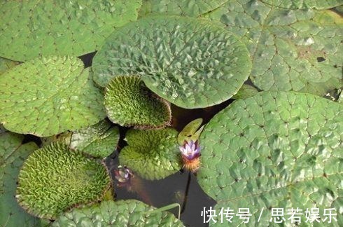 水中人参, 水里捞起来一斤卖十几块钱, 剥开一斤价格达到八十多