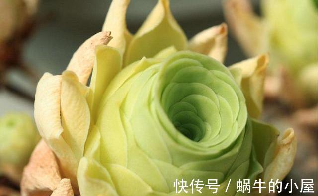 山地玫瑰|夏季的多肉不好看?来看看这3款,绚丽多姿,越看越好看