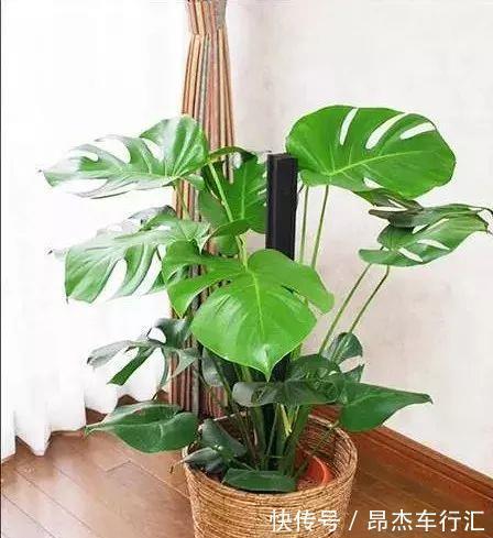 有害气体|家里养这12种“吸毒”绿植,净化空气,老人小孩少生病