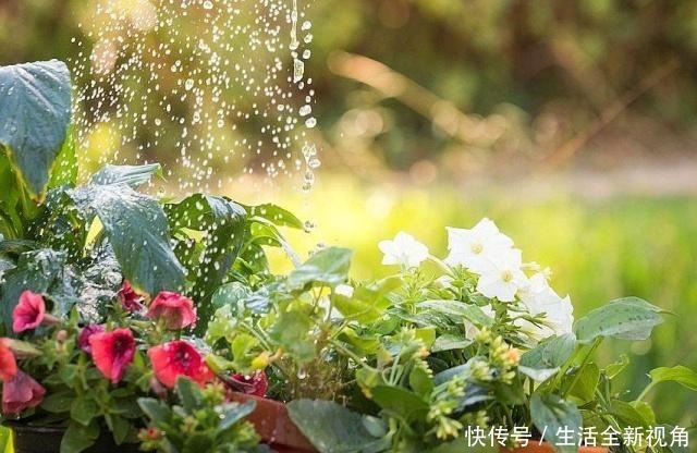 4月逛花市,就买这4种花,便宜、好看,新手都能养!