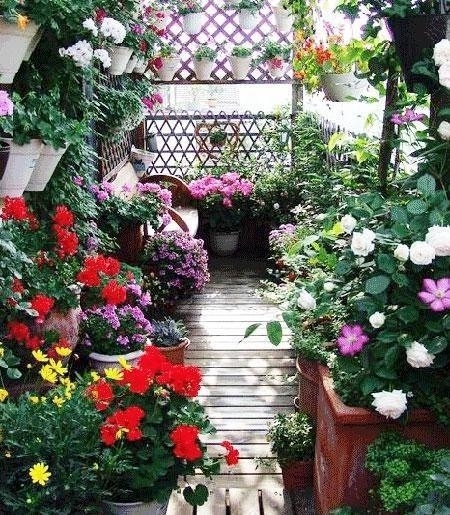 “不怕寒”的3种花,只在冷天开,越冷花越“艳”,冬季养最合适