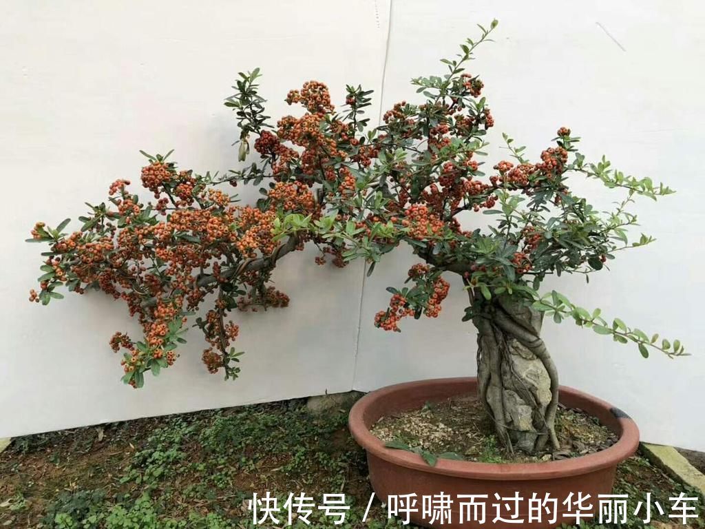 观赏价值|一种花叫做“吉祥果”，小时候砍了当柴烧，长大竟然变成高端盆景