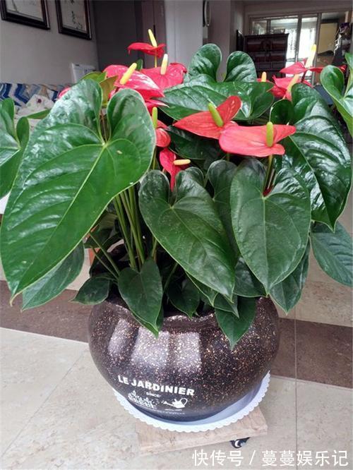 红掌|6种四季开花的植物,选哪一种好呢,听我给你分析