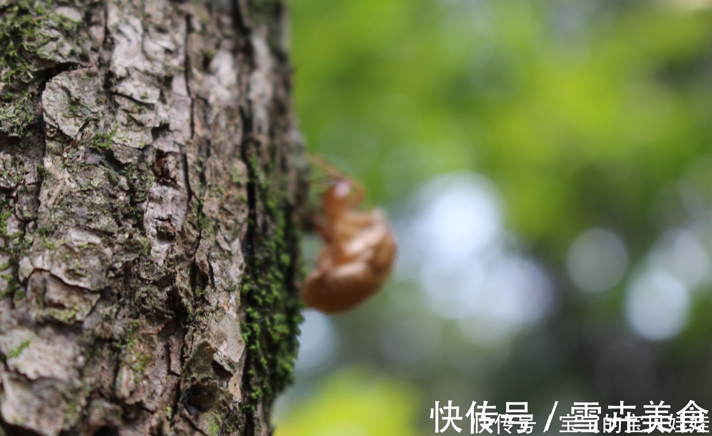 在狱咏蝉$寓意深刻的一首唐诗,仅20个字却称霸古今,其中两句尤其出名