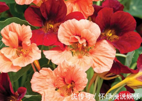 喜欢玫瑰，就养盆“高档玫瑰”假日公主，花开金光四射，高雅纯洁