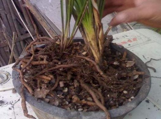 这些“硬”东西埋在花盆里，从不烂根，越养越旺盛！