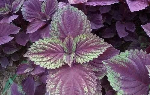 清热解毒|紫苏是治病保健的好帮手！能治疗感冒、减轻贫血，早吃早健康