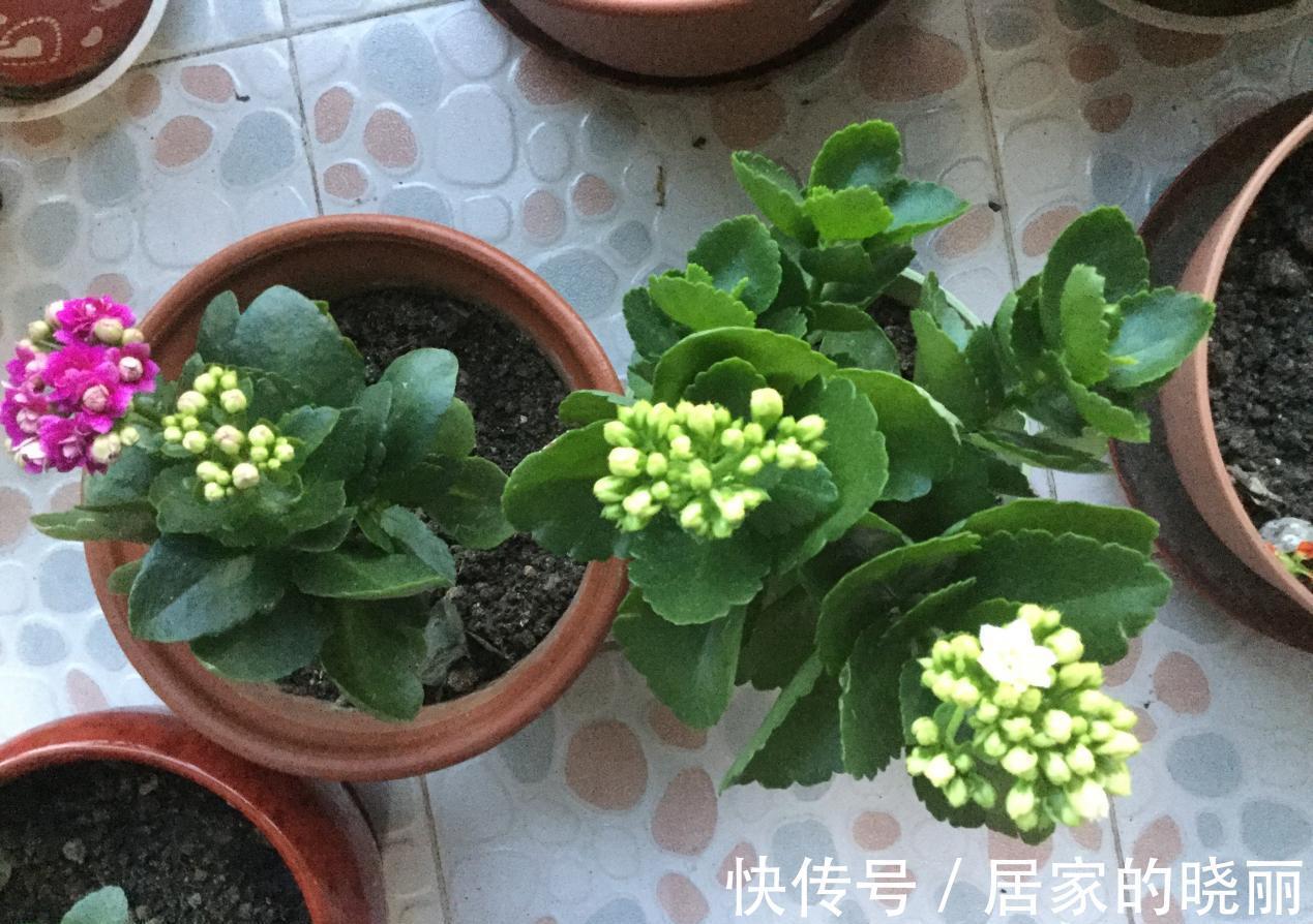 施肥|入秋后,该怎么养护长寿花?5点做到位,冬日将不断开花长新叶