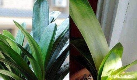 花友们|想要君子兰根壮叶绿不歪斜,养护时注意这点,君子兰蹭蹭直长爆盆