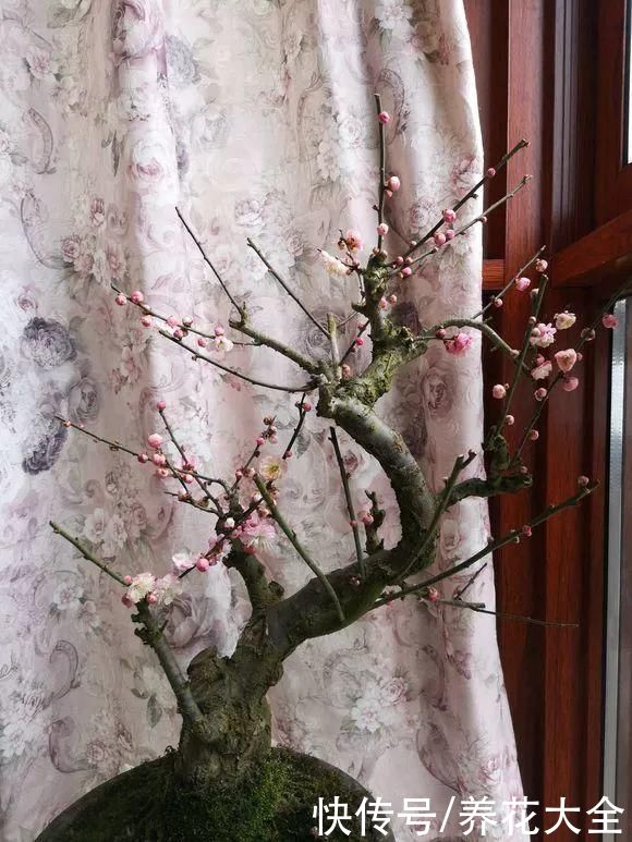 3月是给花剃头的好时机，现在狠心剪，下月就开花