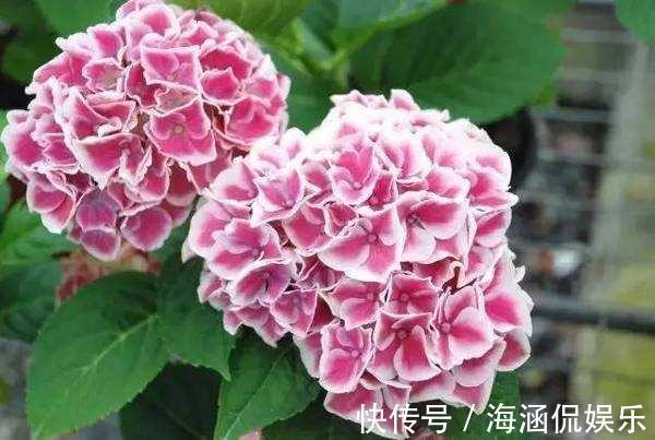 无尽夏|秋天绣球花要修剪吗了解开花方式很重要,做对了明年轻松爆盆