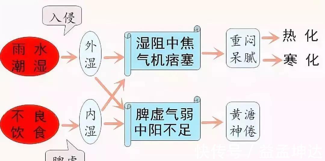 肥胖|湿气重炎症多，1碗“祛湿汤”解决问题，从此告别湿气和肥胖