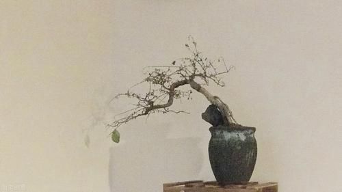 盆景学问多，教你看懂盆景的价格，购买盆景不“踩坑”，买了不吃亏