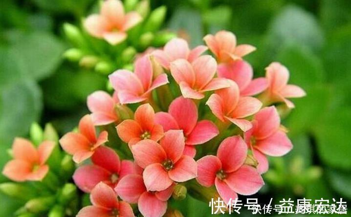 君子兰|4种花适合养在卧室,夜晚释放氧气,助睡眠、睡得香