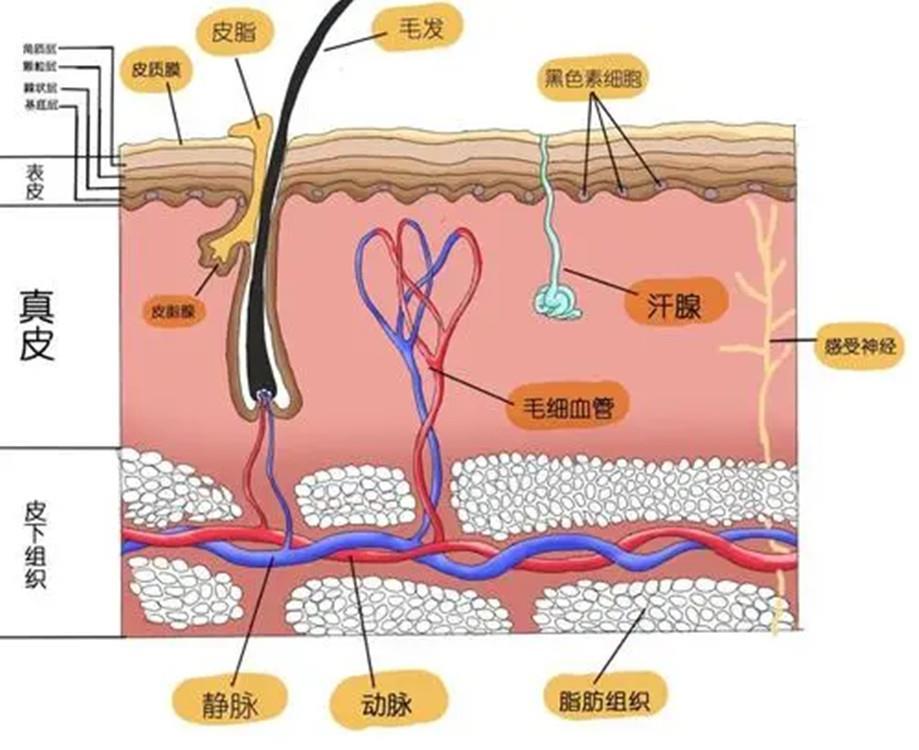 回事|毛孔粗大别不当回事,这几个问题需要注意,避免形成“马蜂窝”