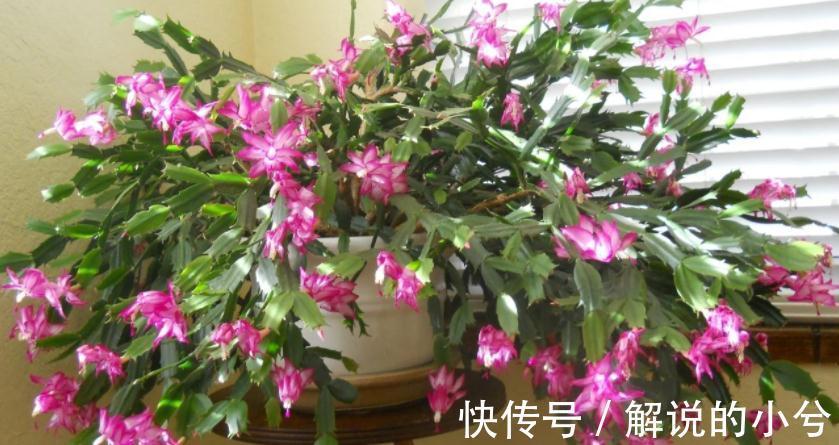 经验分享:用磷酸二氢钾养花的注意事项