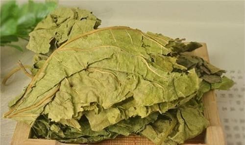 泡水|小小桑叶,大有用途,坚持泡水喝,4大好处会让你“开心不已”