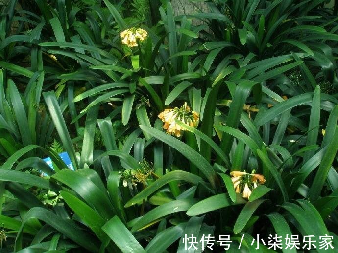 垂笑君子兰|君子兰还有这品种学会这个养护方法，一棵开20朵没问题！