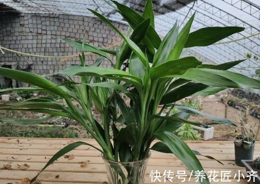 3种“吉祥花”,找个瓶子就能养,年关买寓意好,新手也能养一年