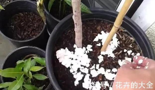 土壤|以下东西不要扔了,土里拌一些,养花效果好,改善土壤!