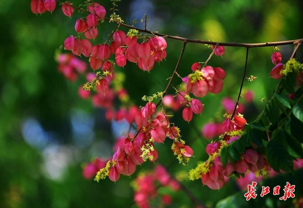 树种|沐花雨、踏花毯，武汉这些地方可以赏金色花海