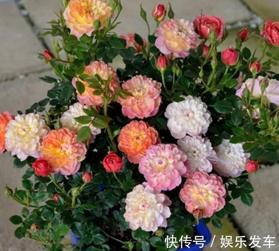 朱丽叶|打造阳台上的月季园，这10个月季品种不可少
