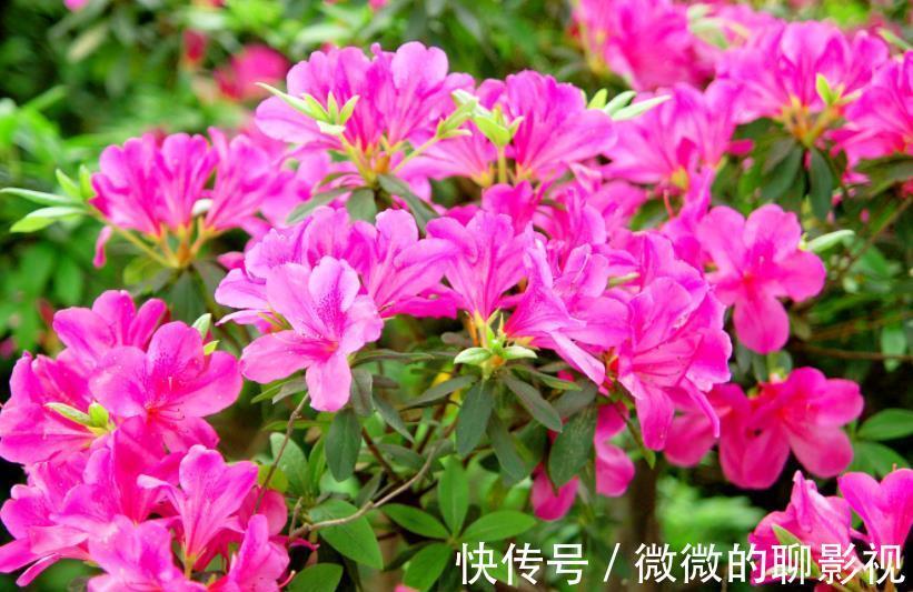 花友|公认难养的4种花,容易黄叶烂根,养不活白费力,新手慎养