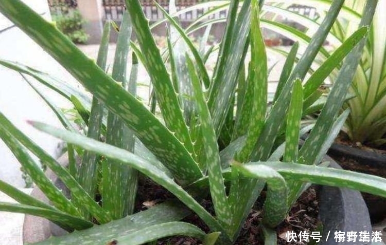 种花|4种花吸甲醛很厉害,养上几盆,消除空气中90%以上的甲醛