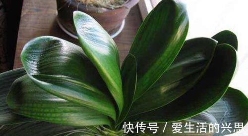 昼夜温差|盆栽君子兰该如何催花?掌控4方面因素,开花早、状态理想