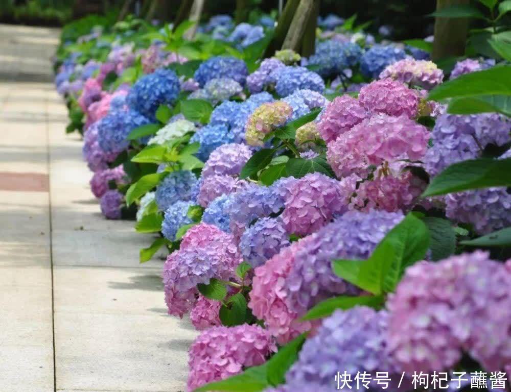 修剪|有3种花,春季绝对不可以修剪,这样才能花苞更多,枝枝有花