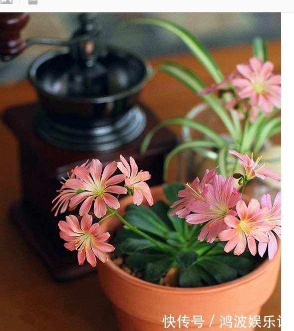 露薇花|别再养绿萝吊兰了,以下盆景花美又好养,花色很绚丽,四季有花赏