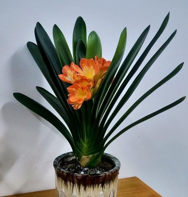 窗子|12月君子兰要“富养”,2个关键达到,3个基础做好,轻松开花