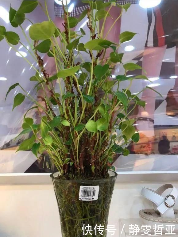 虎皮兰,红掌,吊兰养成老桩,变成大树,真壮观