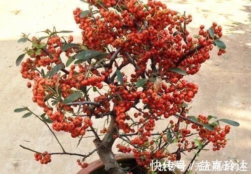 爆盆|“耐干旱”的3种花,即使40天不浇水,一样“爆盆”,生长快!