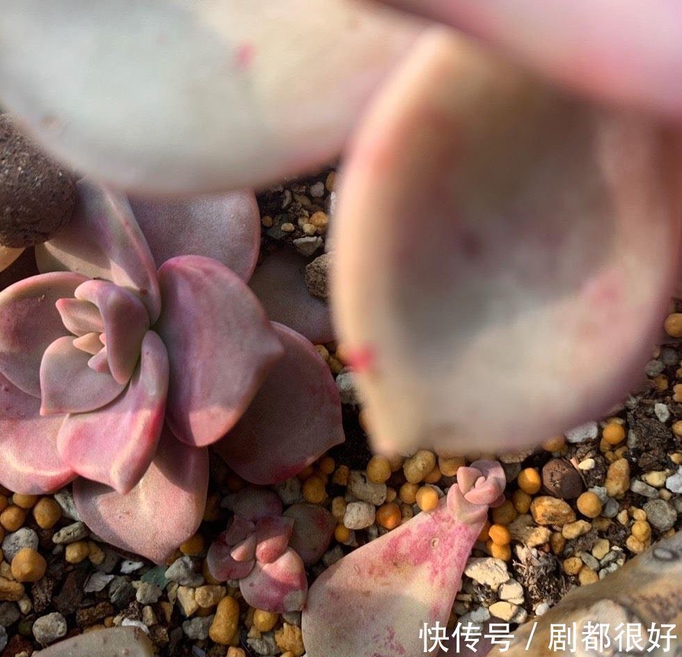 悬崖|养紫乐这种多肉,有3招,爆崽爆侧芽,还能长成悬崖桩