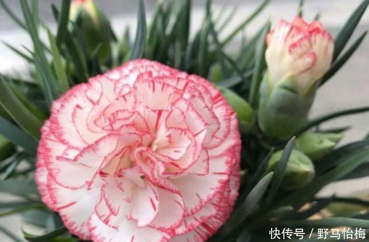 鸢尾花|4种花颜值高又好养，开起花来拦不住，入手不亏