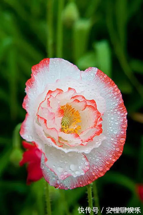 硫化氢|“舞草”虞美人,当微风拂过阳台,它如同飞舞的彩蝶栩栩如生!