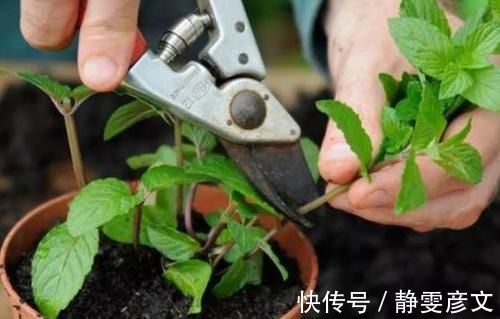 育苗|学会这些小技巧，养花扦插将成“小事一桩”