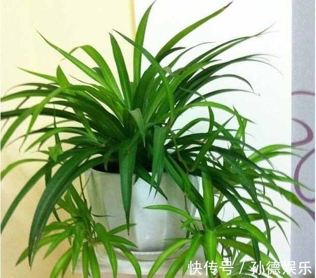 细数那些超耐阴的花,光照少长满屋,懒人大爱