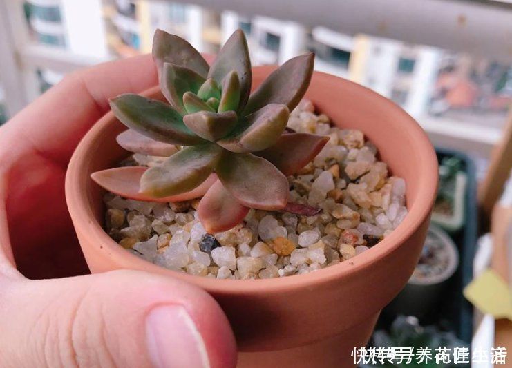 河沙|养花用“沙子”栽种,好处多多,告诉你它的4个使用“技巧”