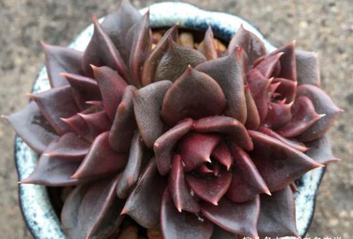 多肉黑王子和罗密欧，都是考验养功的品种，能养好说明你已是高手