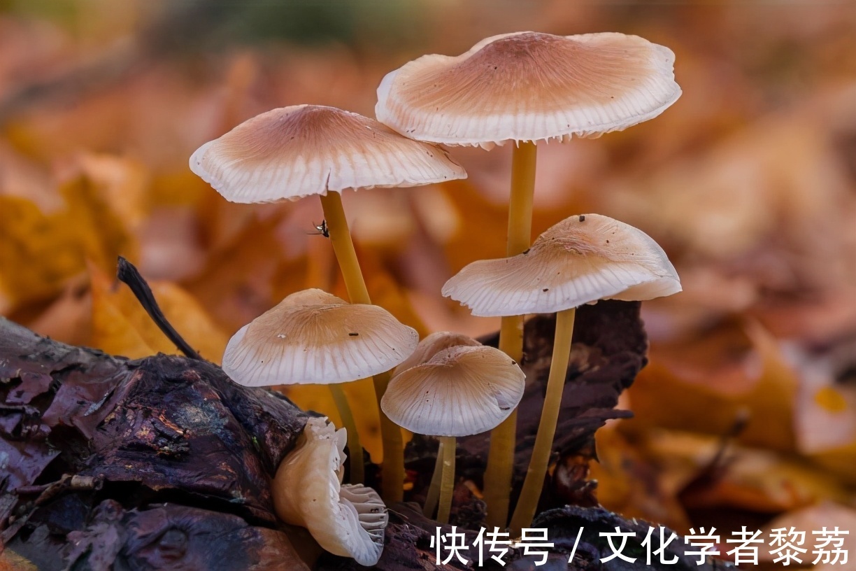 蘑菇们|蘑菇钻出大地