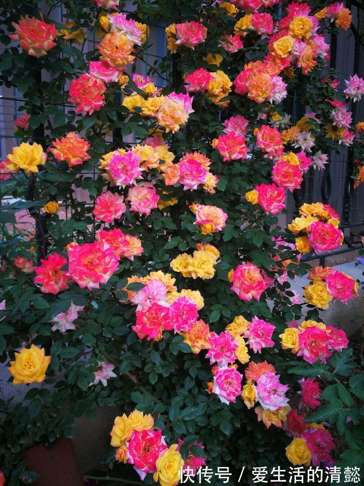 菊花|一花一世界,观赏性强且漂亮至极,家庭盆栽选择首选的几种花草