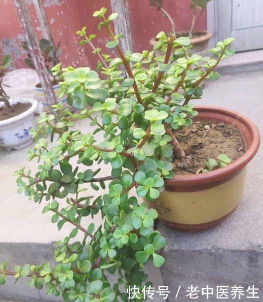 近期雨水多,散养金枝玉叶3个月没修整,枝条长,剪下来培育新株!